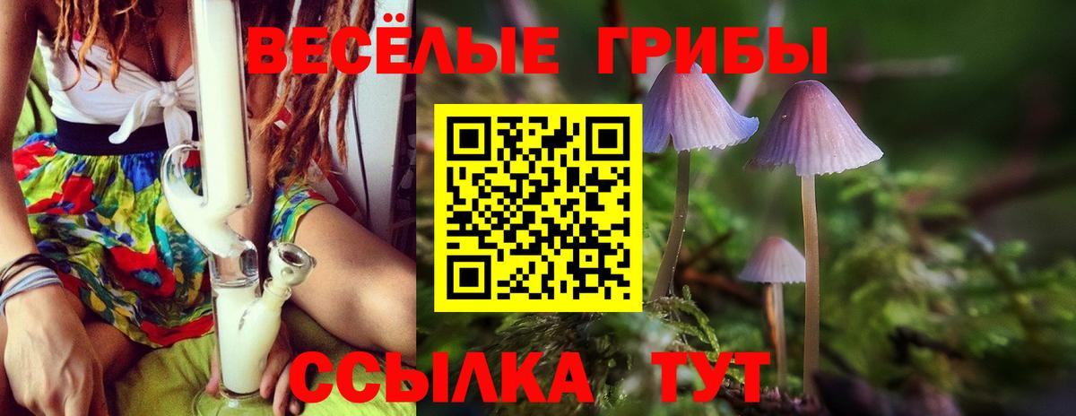 Псилоцибиновые грибы Psilocybine cubensis Избербаш